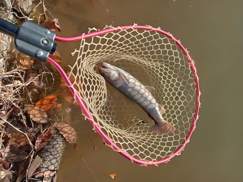 レインボートラウトの釣果