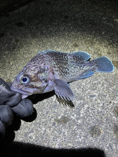 マゾイの釣果