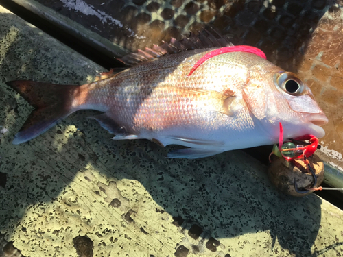 マダイの釣果