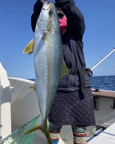 ヒラマサの釣果