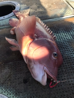 コブダイの釣果