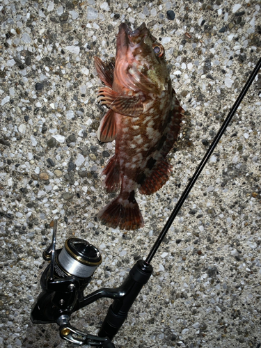 カサゴの釣果