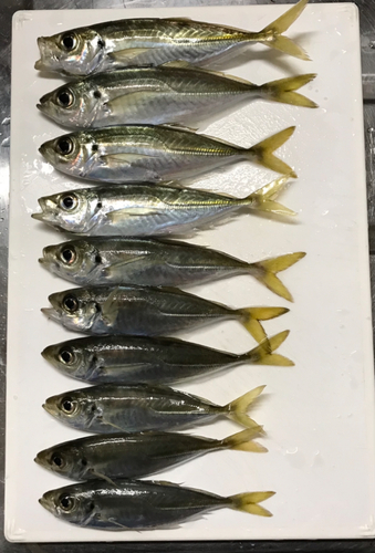 アジの釣果