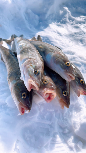 ホッケの釣果