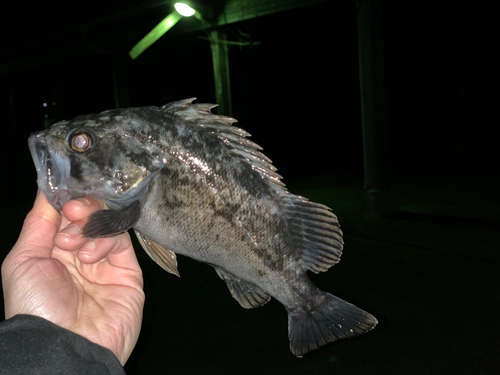 クロソイの釣果