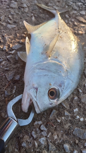 メッキの釣果