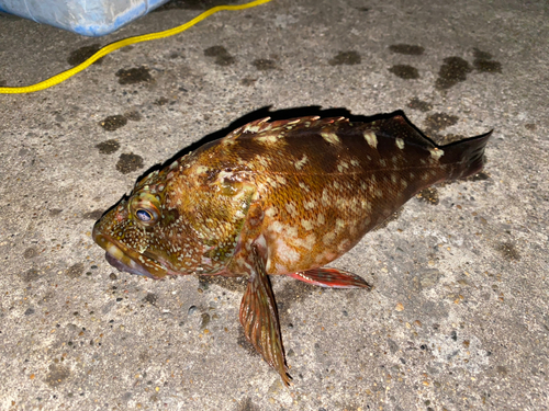 カサゴの釣果