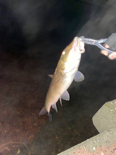 ニゴイの釣果