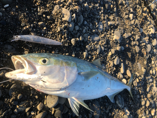 メジロの釣果