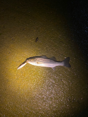 セイゴ（マルスズキ）の釣果