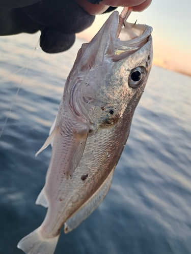 シログチの釣果