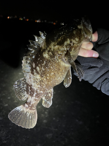 アラカブの釣果