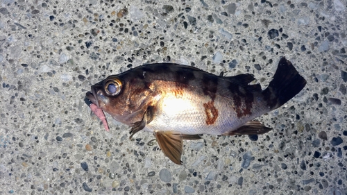 メバルの釣果