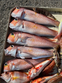 アマダイの釣果