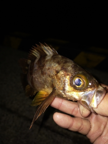 メバルの釣果