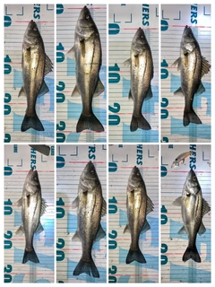 シーバスの釣果