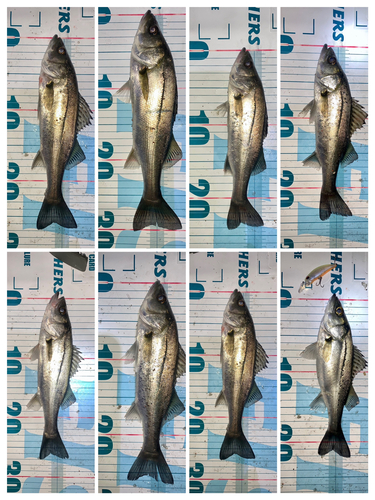 シーバスの釣果