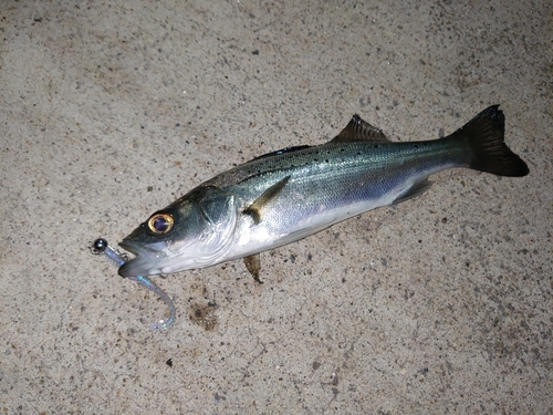 セイゴ（マルスズキ）の釣果