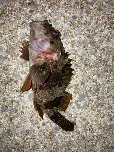 タケノコメバルの釣果