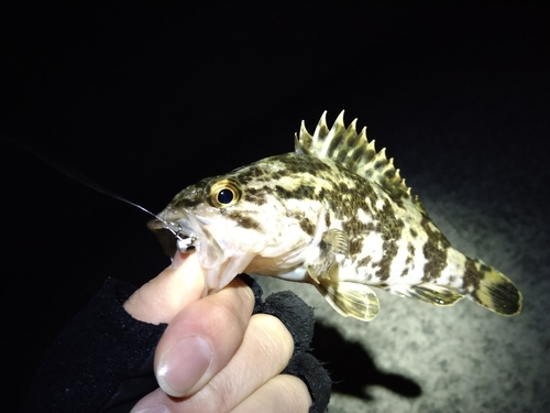 タケノコメバルの釣果