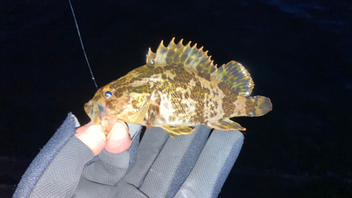 タケノコメバルの釣果