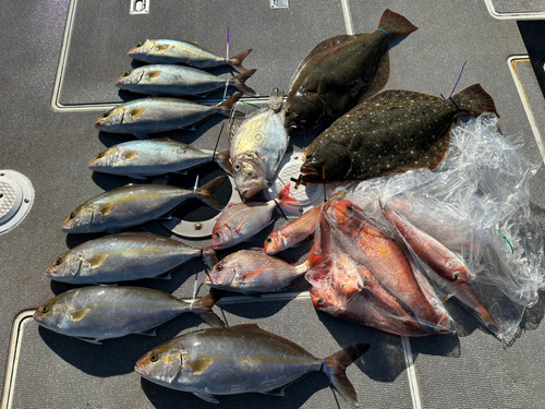 カンパチの釣果