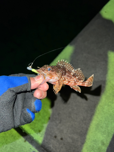 カサゴの釣果