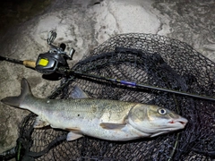 マルタウグイの釣果