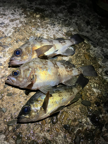 メバルの釣果