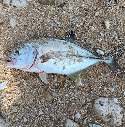 メッキの釣果