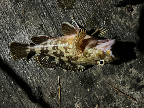 カサゴの釣果