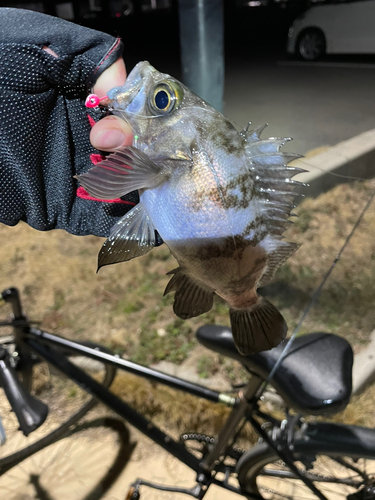 メバルの釣果