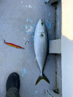 メジロの釣果