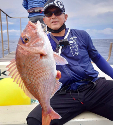 マダイの釣果