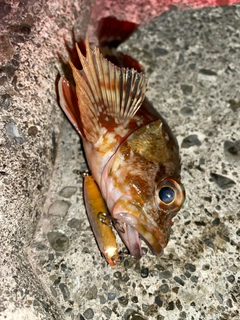 カサゴの釣果