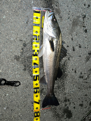 シーバスの釣果