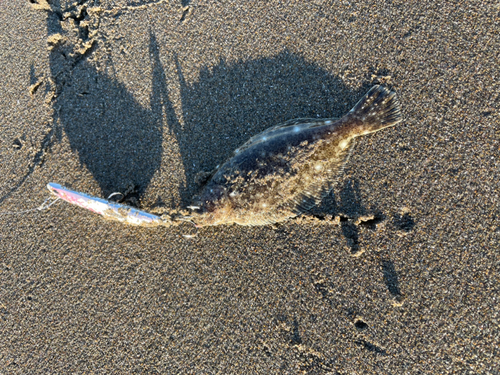 ソゲの釣果