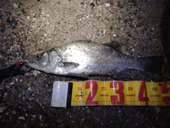 フッコ（ヒラスズキ）の釣果