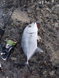 メッキの釣果