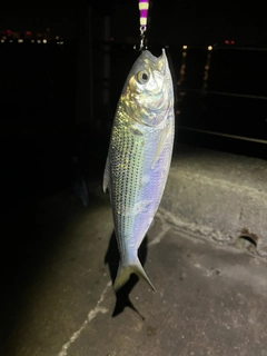 コノシロの釣果