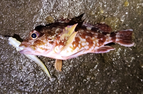 カサゴの釣果