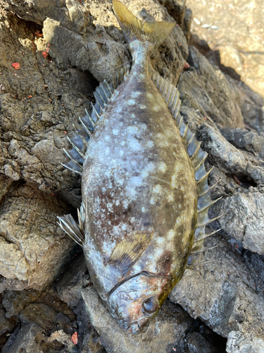 アイゴの釣果