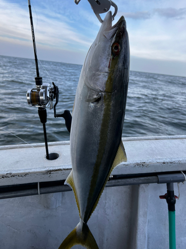 メジロの釣果