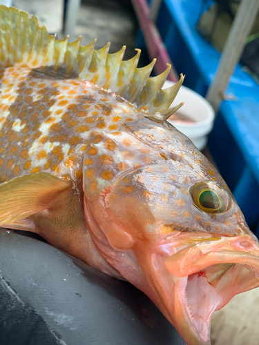 キジハタの釣果