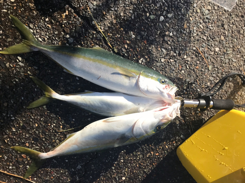 イナダの釣果