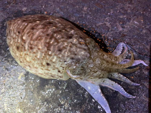 コウイカの釣果