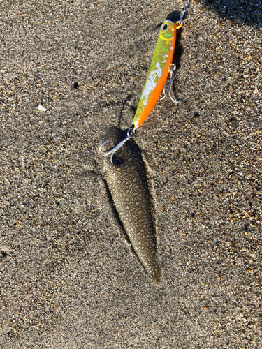 シタビラメの釣果