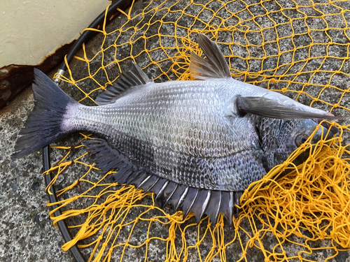 チヌの釣果