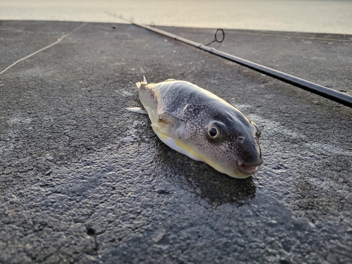 ショウサイフグの釣果