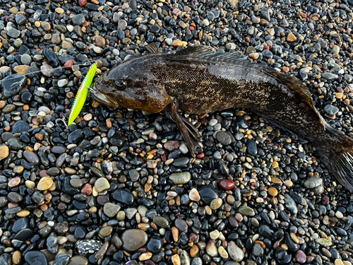 アブラコの釣果